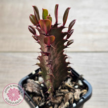 Load image into Gallery viewer, Euphorbia Trigona 'Red'