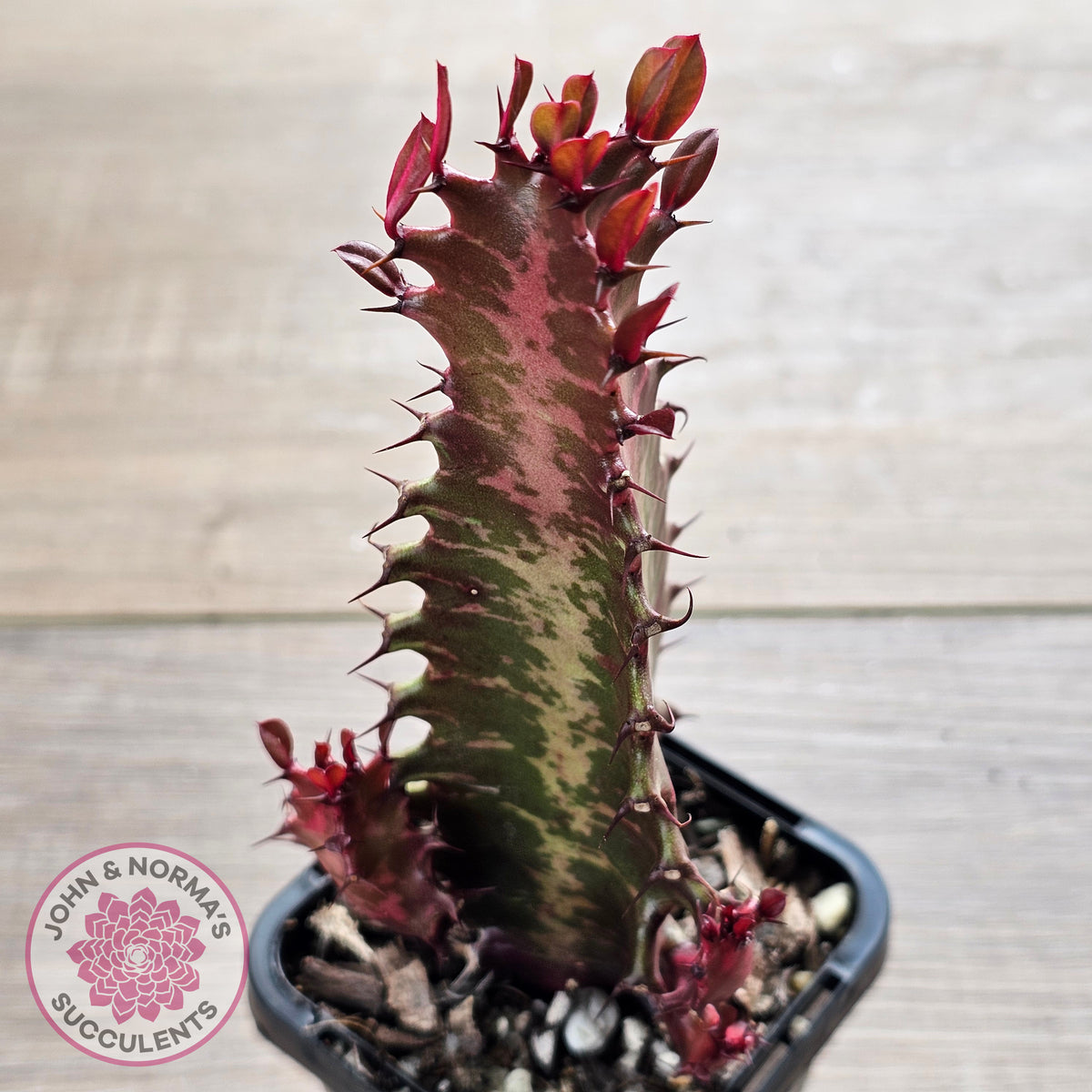 Euphorbia Trigona 'Red'
