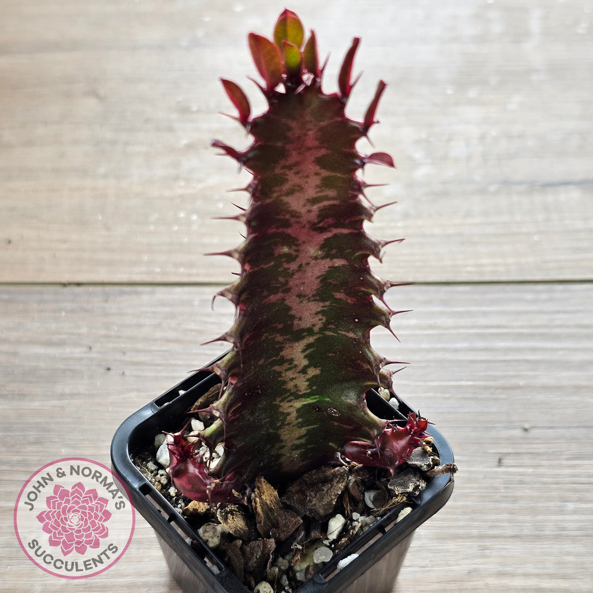 Euphorbia Trigona 'Red'