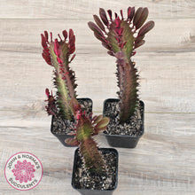 Load image into Gallery viewer, Euphorbia Trigona 'Red'