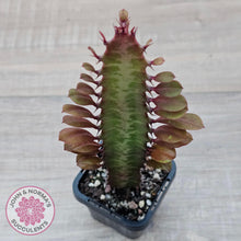 Load image into Gallery viewer, Euphorbia Trigona 'Red' - John & Norma's Succulents Australia
