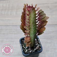 Load image into Gallery viewer, Euphorbia Trigona 'Red' - John & Norma's Succulents Australia