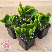 Load image into Gallery viewer, Euphorbia alluadii f. cristata