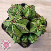 Load image into Gallery viewer, Euphorbia anoplia