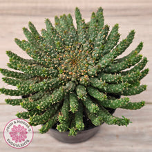 Load image into Gallery viewer, Euphorbia flanaganii - Medusa's Head