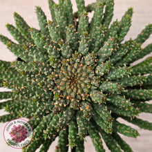 Load image into Gallery viewer, Euphorbia flanaganii - Medusa's Head