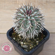 Load image into Gallery viewer, Euphorbia horrida var. striata