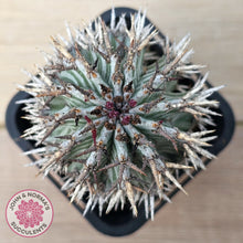 Load image into Gallery viewer, Euphorbia horrida var. striata