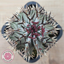 Load image into Gallery viewer, Euphorbia horrida var. striata