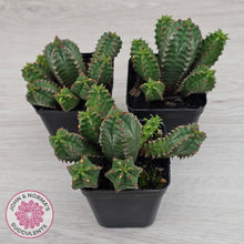 Load image into Gallery viewer, Euphorbia jansenvillensis