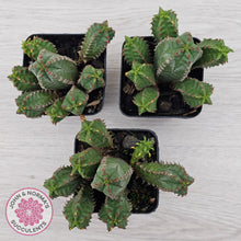Load image into Gallery viewer, Euphorbia jansenvillensis