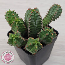 Load image into Gallery viewer, Euphorbia jansenvillensis