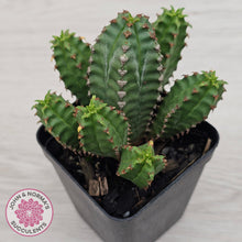 Load image into Gallery viewer, Euphorbia jansenvillensis