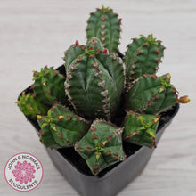 Load image into Gallery viewer, Euphorbia jansenvillensis