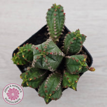 Load image into Gallery viewer, Euphorbia jansenvillensis