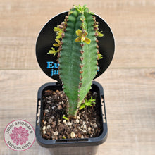 Load image into Gallery viewer, Euphorbia jansenvillensis