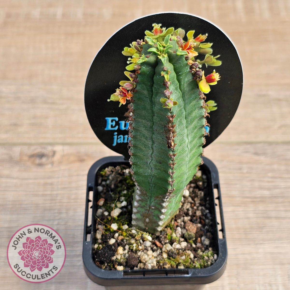 Euphorbia jansenvillensis