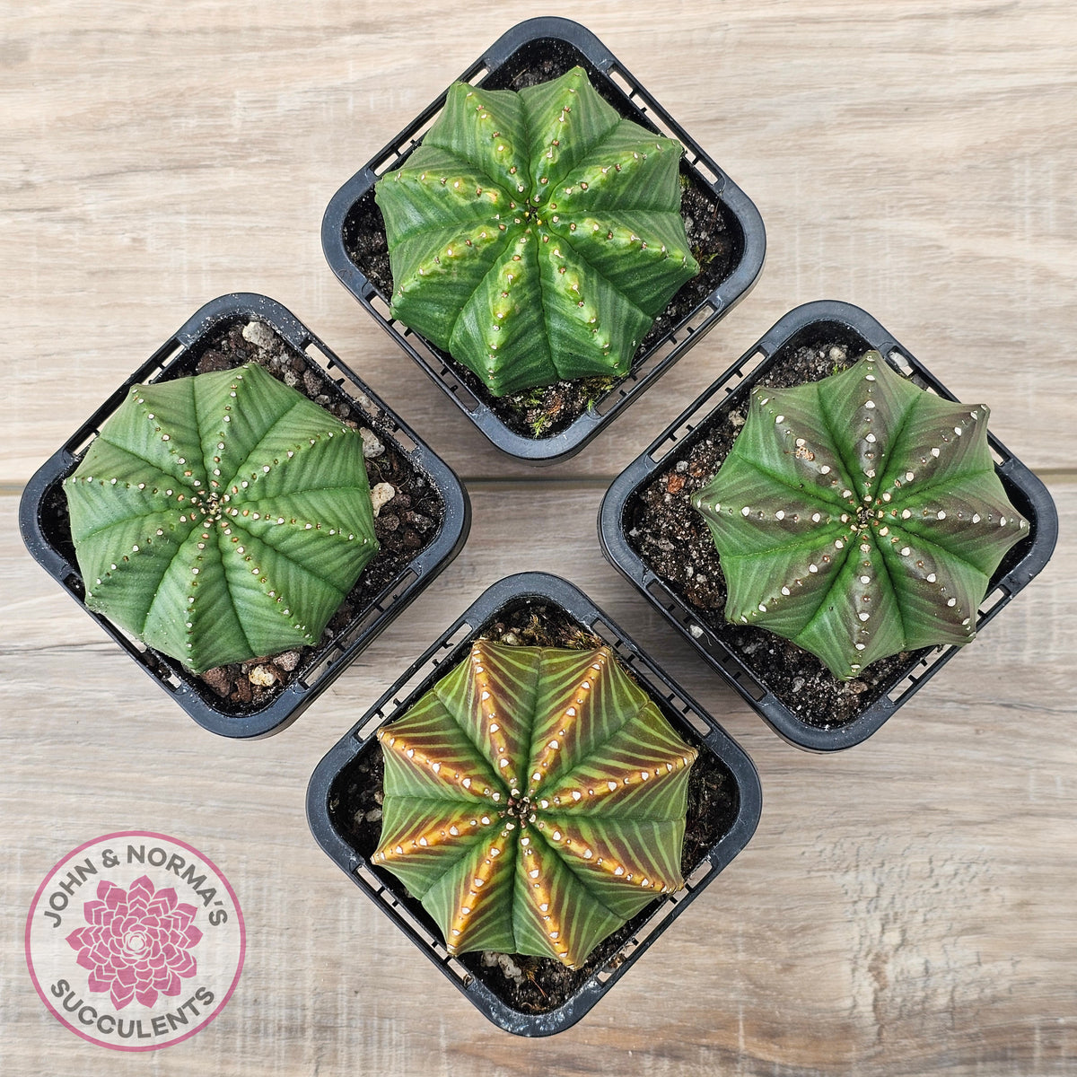 Euphorbia meloformis