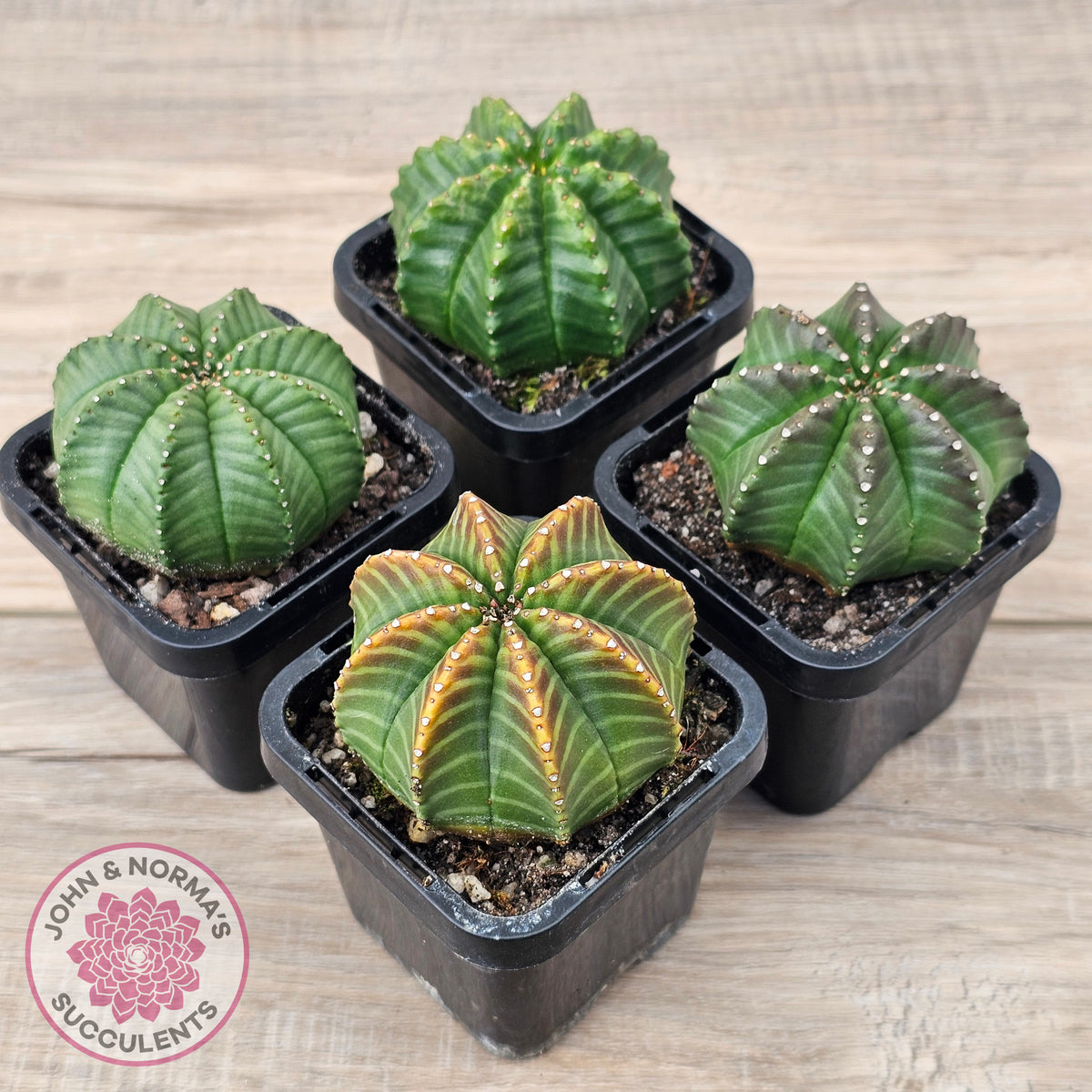 Euphorbia meloformis