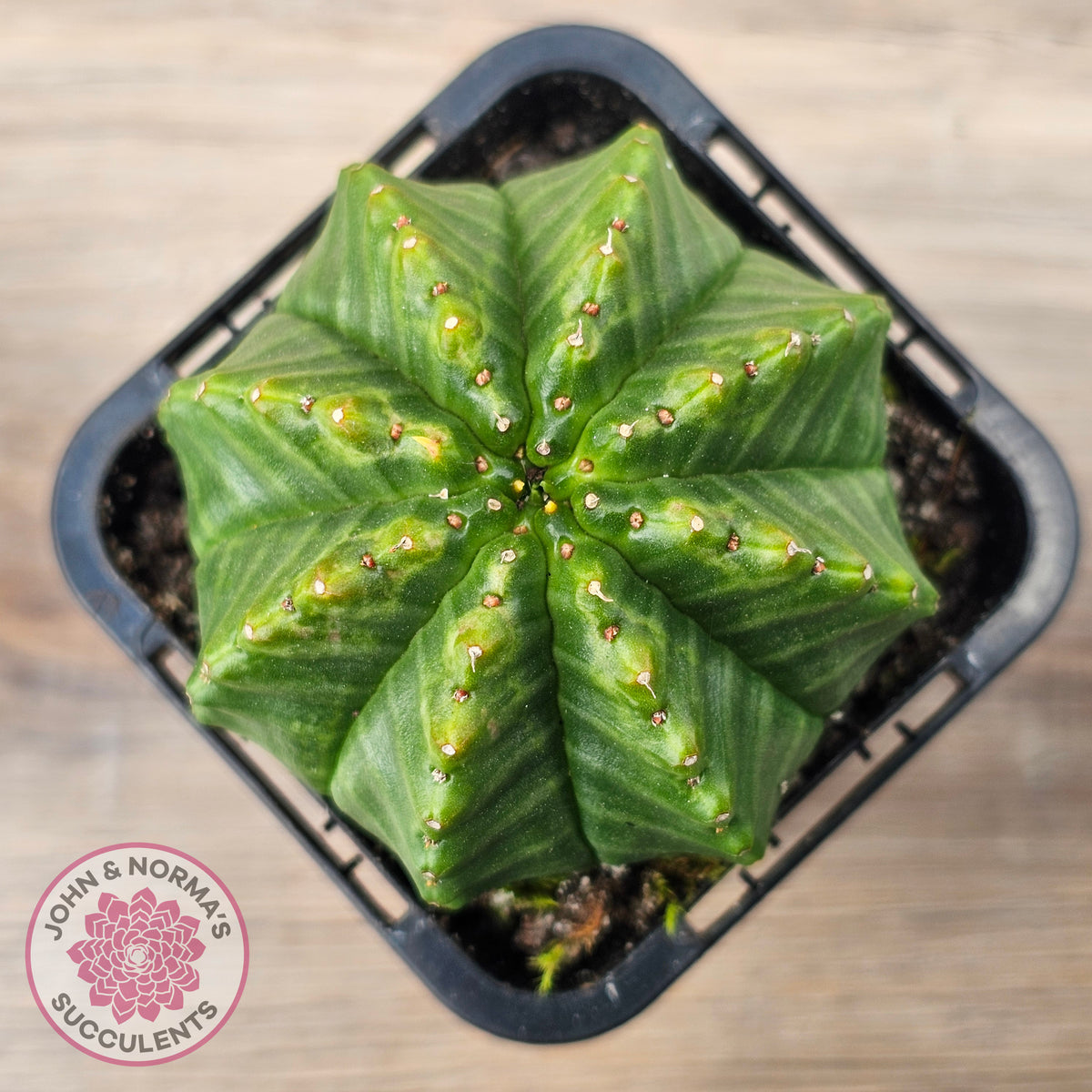 Euphorbia meloformis