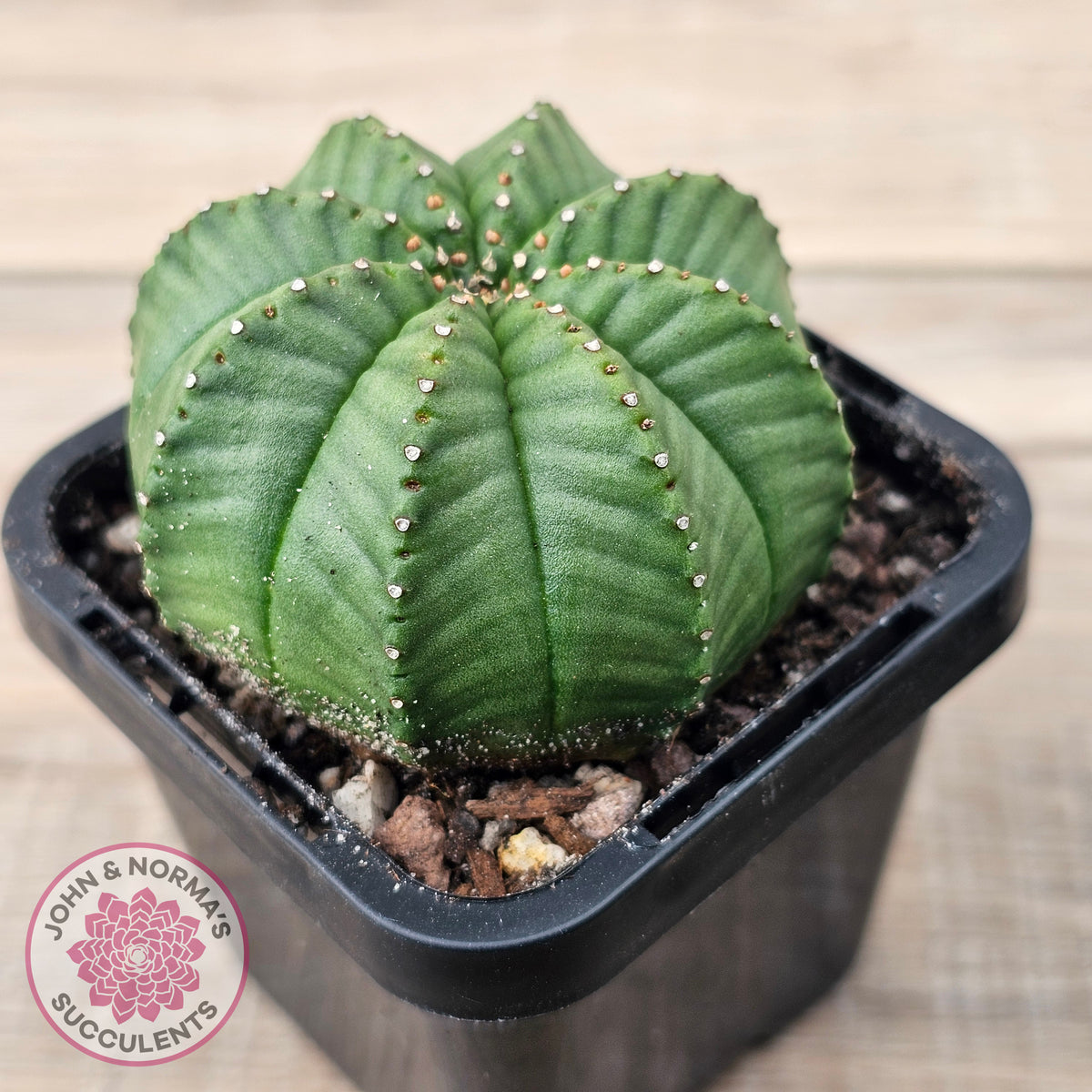 Euphorbia meloformis