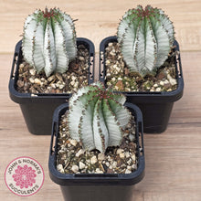 Load image into Gallery viewer, Euphorbia polygona 'Snowflake'