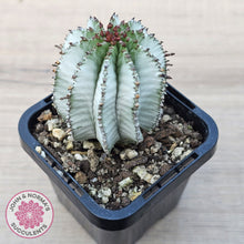 Load image into Gallery viewer, Euphorbia polygona 'Snowflake'