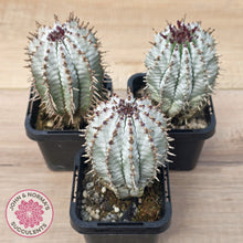 Load image into Gallery viewer, Euphorbia polygona ‘Zig Zag’