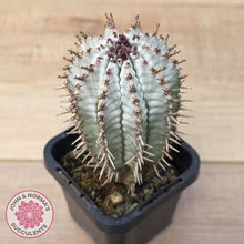 Load image into Gallery viewer, Euphorbia polygona ‘Zig Zag’