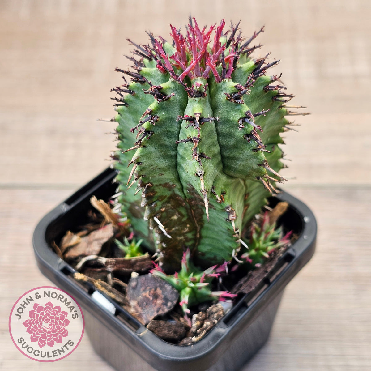 Euphorbia polygona (w pups)