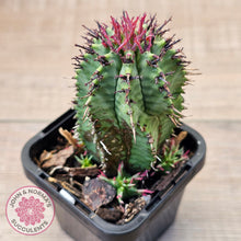 Load image into Gallery viewer, Euphorbia polygona (w pups)