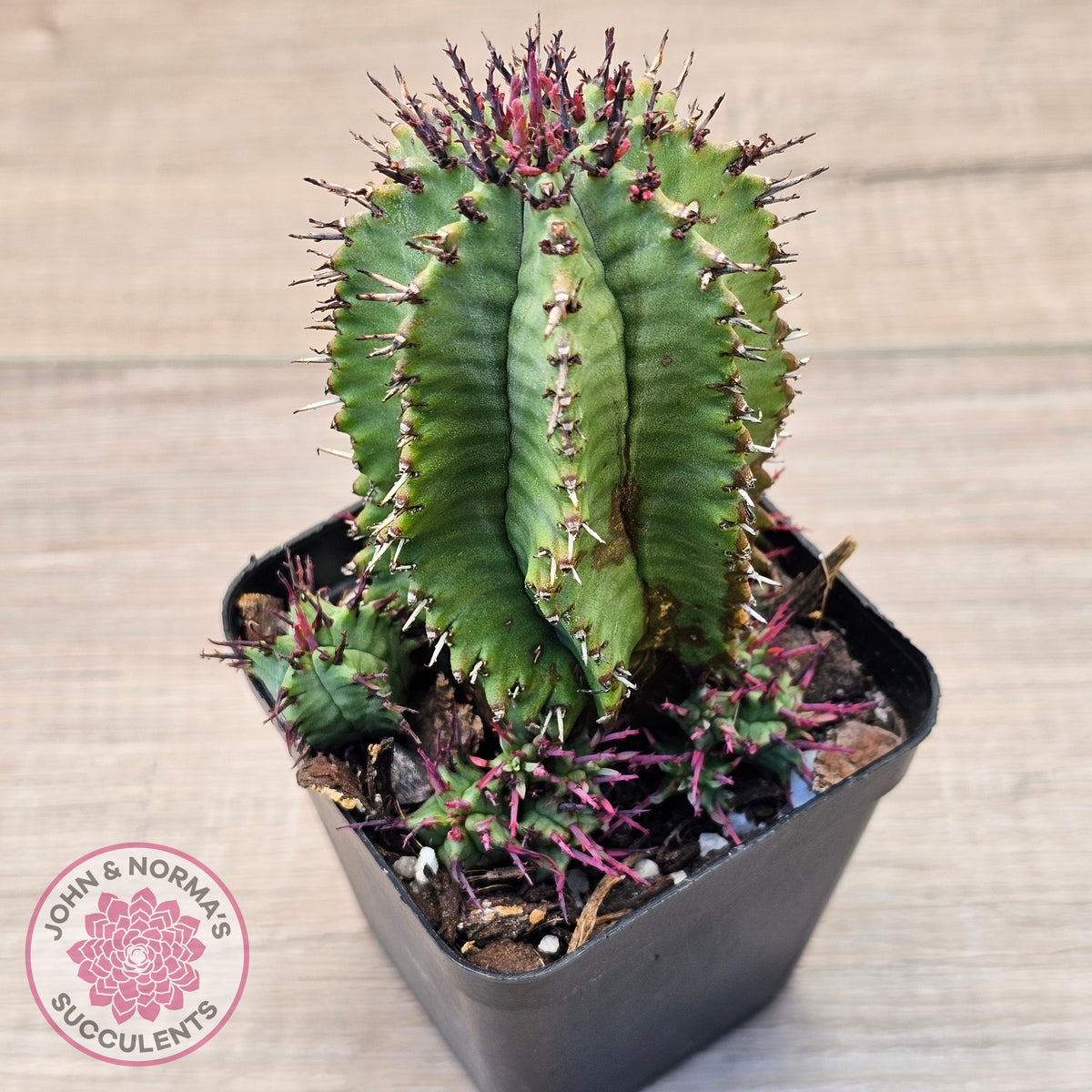 Euphorbia polygona (w pups)