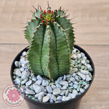 Load image into Gallery viewer, Euphorbia polygona (w pups)