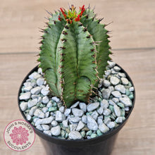 Load image into Gallery viewer, Euphorbia polygona (w pups)