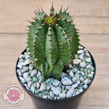 Load image into Gallery viewer, Euphorbia polygona (w pups)