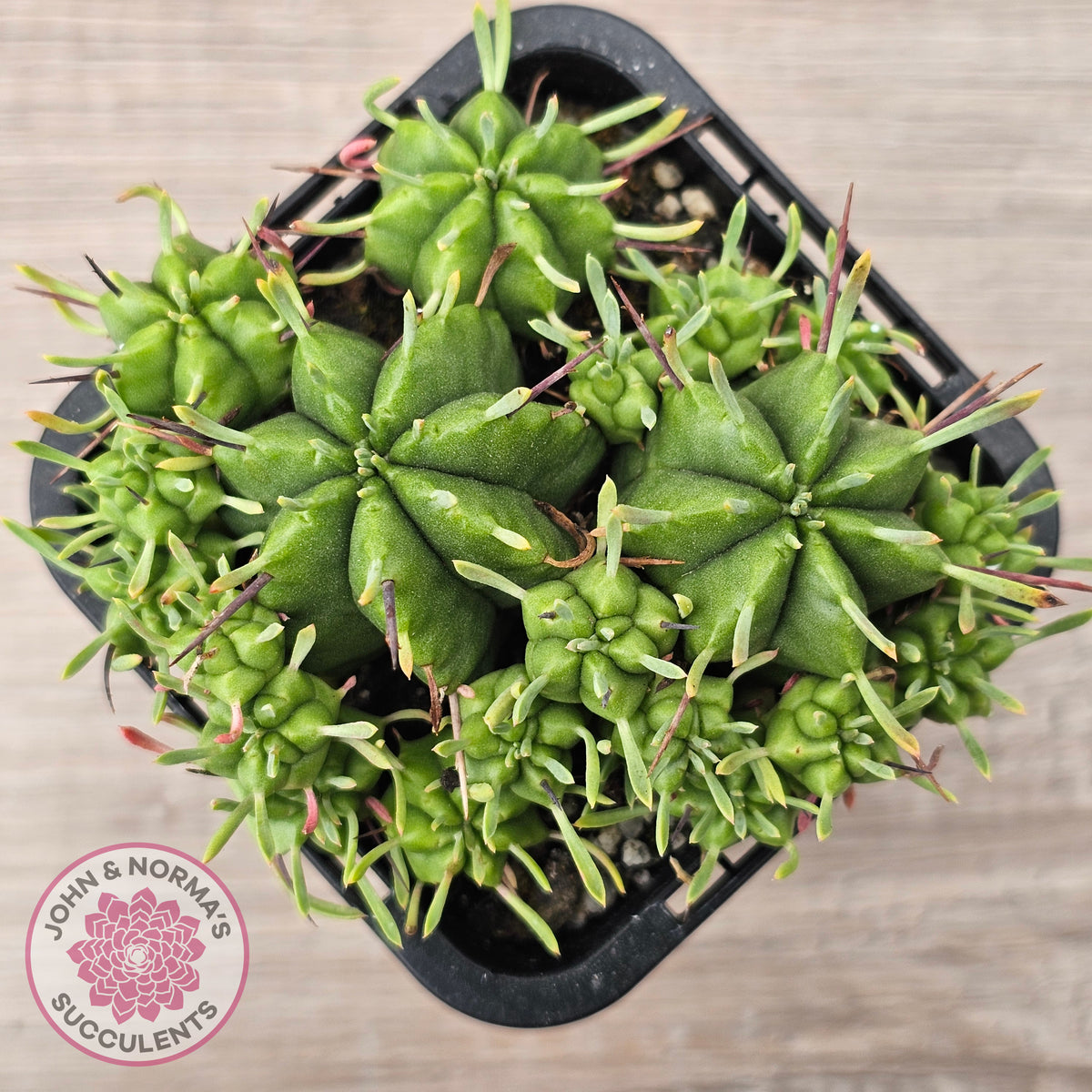 Euphorbia pulvinata