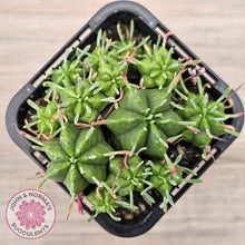 Load image into Gallery viewer, Euphorbia pulvinata