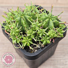 Load image into Gallery viewer, Euphorbia pulvinata