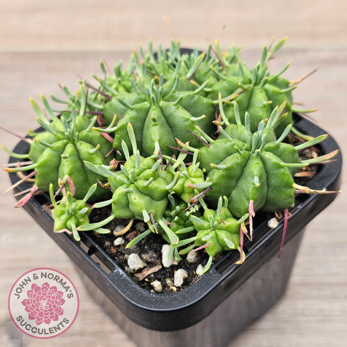 Euphorbia pulvinata