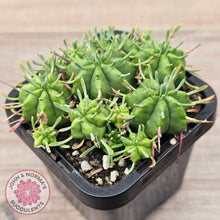 Load image into Gallery viewer, Euphorbia pulvinata