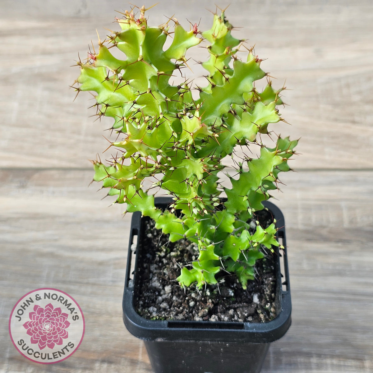 Euphorbia wakefieldii