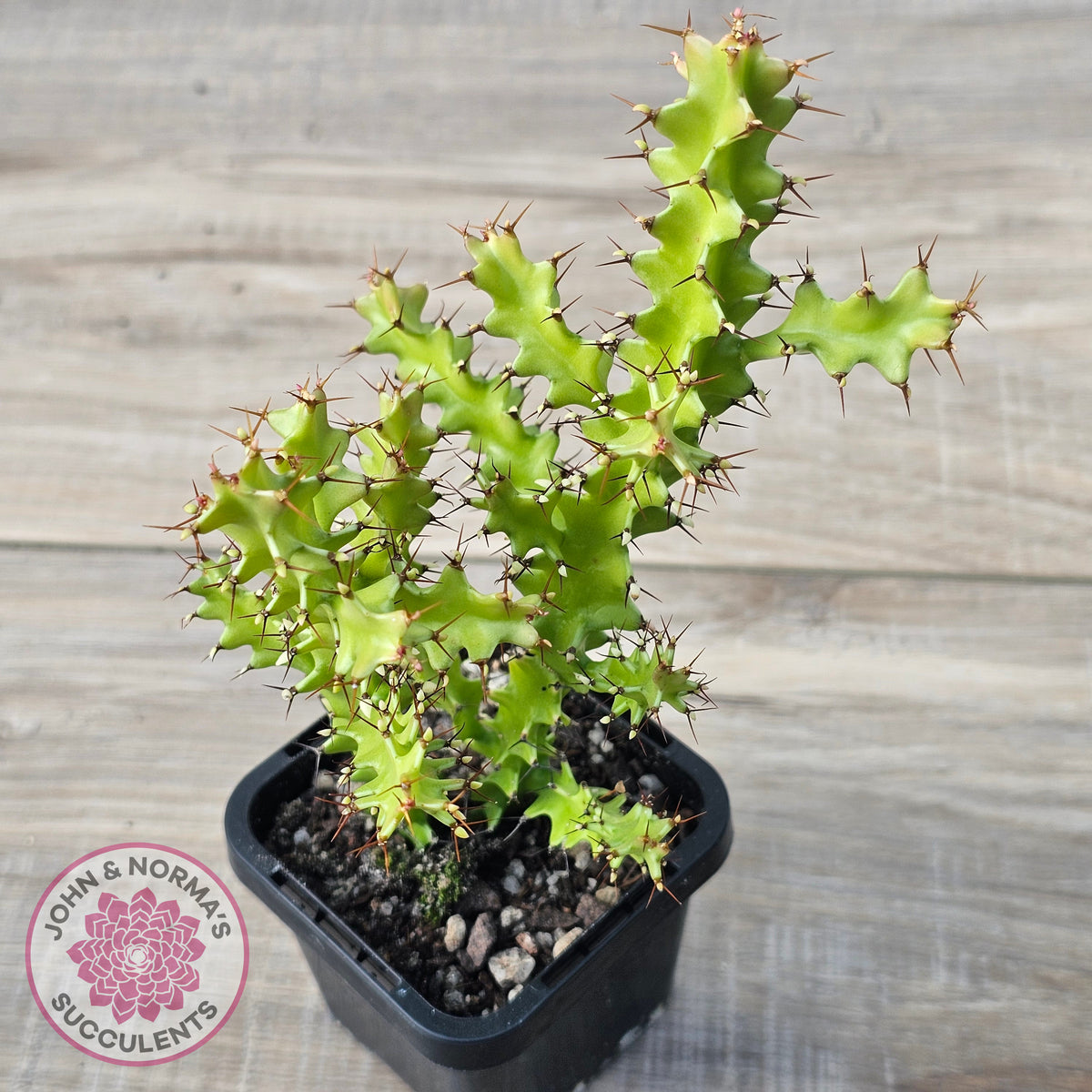Euphorbia wakefieldii