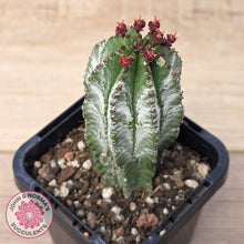 Load image into Gallery viewer, Euphorbia polygona ‘Azure’