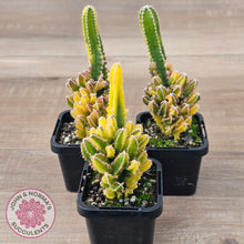 Load image into Gallery viewer, Cereus 'Fairy Castle' Variegata