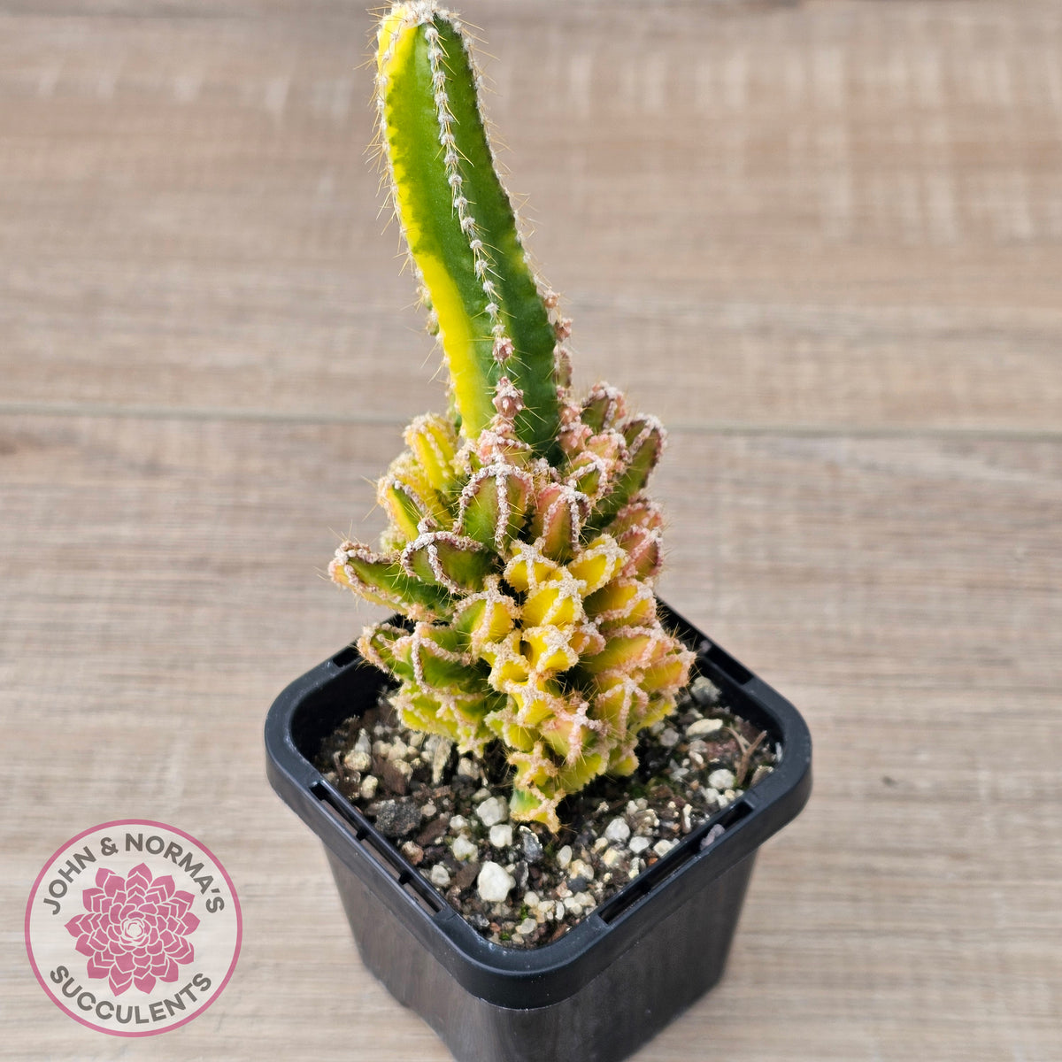 Cereus 'Fairy Castle' Variegata