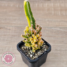 Load image into Gallery viewer, Cereus 'Fairy Castle' Variegata