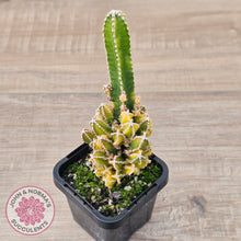 Load image into Gallery viewer, Cereus 'Fairy Castle' Variegata