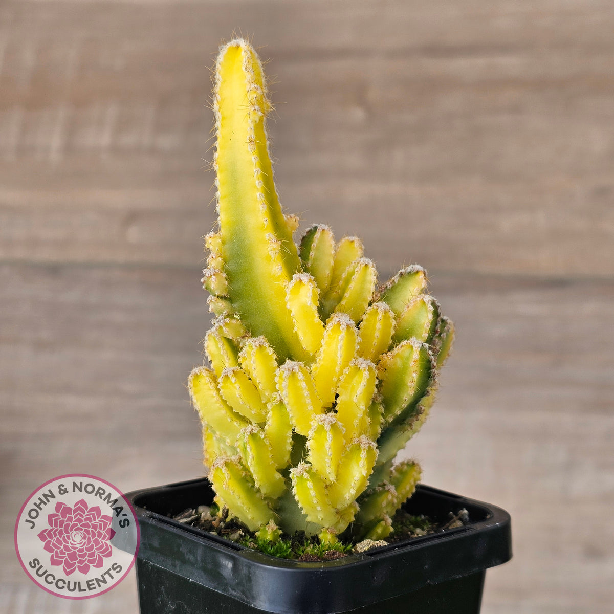 Cereus 'Fairy Castle' Variegata