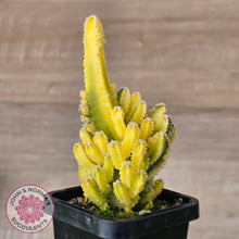 Load image into Gallery viewer, Cereus 'Fairy Castle' Variegata