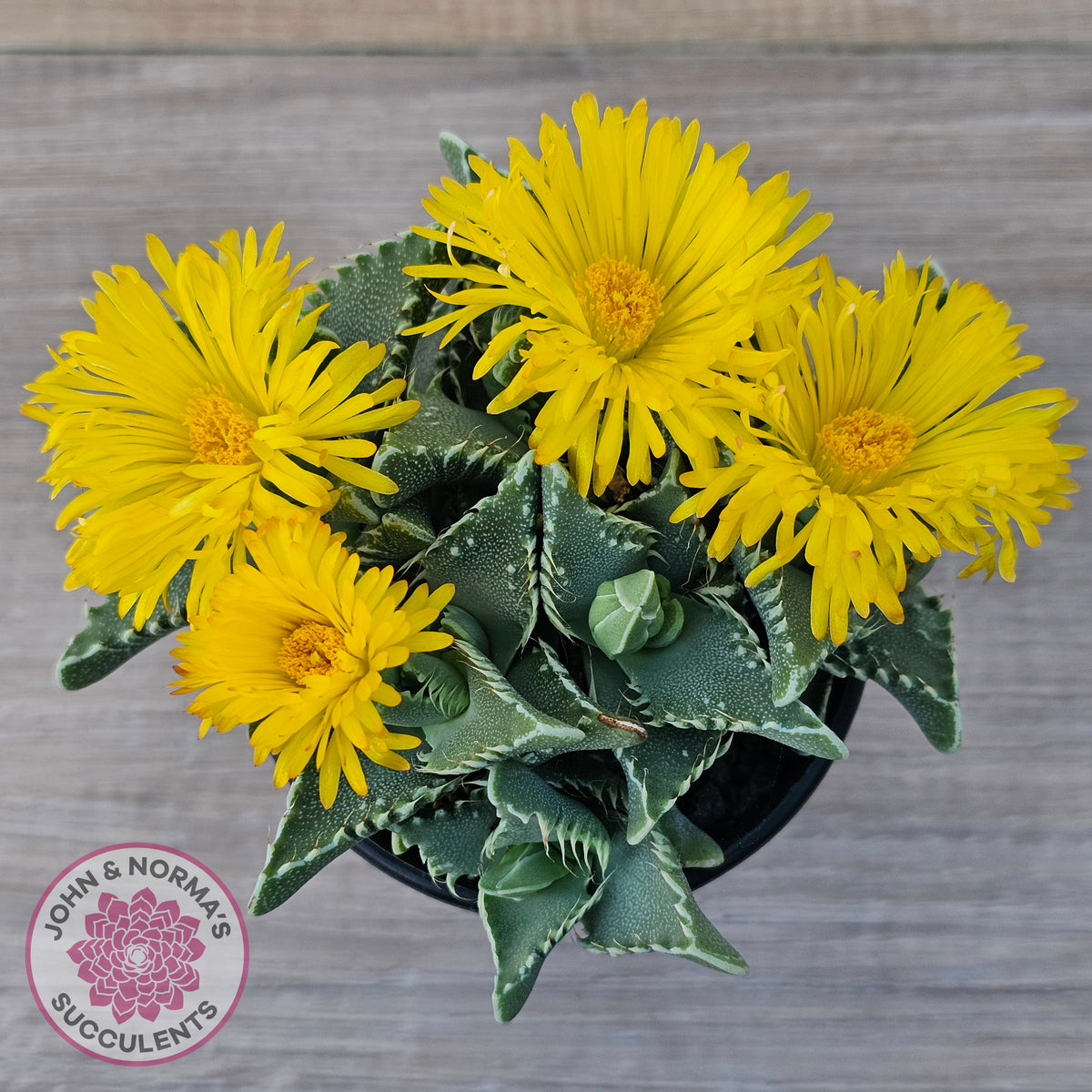 Faucaria Britanea White Spotted Jaws